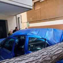 Θεσσαλονίκη: Πτώση μεγάλου δένδρου στη Χαριλάου- Ζημιές σε σταθμευμένα ΙΧ