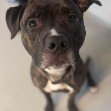 Ο σκύλος που άνοιξε μόνος του την πόρτα του καταφυγίου, το έσκασε τη νύχτα και γύρισε… σπίτι