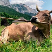Η αγελάδα που έμαθε να χρησιμοποιεί… σκούπα – και άφησε άφωνους τους επιστήμονες