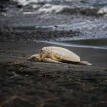 Το παράδοξο των χελωνών: Γιατί τα θηλυκά πέφτουν από γκρεμούς για να ξεφύγουν