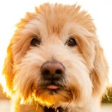 Σκύλος που εγκαταλείφθηκε σε γκισέ αεροδρομίου στο Λας Βέγκας υιοθετήθηκε από τον αστυνομικό 