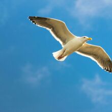 Ποδοσφαιριστής στην Τουρκία επανέφερε γλάρο με ΚΑΡΠΑ 