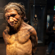 Μελέτη: Οι Νεάντερταλ ζευγάρωναν συχνότερα με γυναίκες Homo sapiens