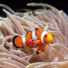 Ψάρι κλόουν