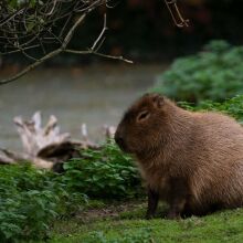 Βρετανία: Ένα καπιμπάρα έγινε viral μετά την απόδραση από ζωολογικό κήπο