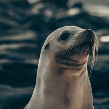 Η φώκια με το πλαστικό παπάκι που έγινε viral στη Βοστώνη
