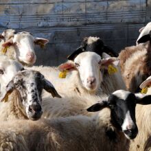 Αμνοερίφια