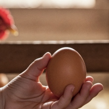 Viral βίντεο με κότα που γεννάει αυγό, μάς κάνει να βλέπουμε το πρωινό μας με άλλο μάτι