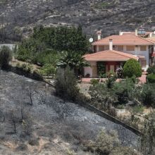Πεντέλη: Δύο χρόνια μετά τη φωτιά, η φύση επιστρέφει – αλλά όχι όπως πριν