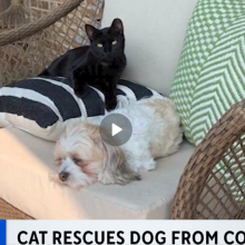 HΠΑ: Γάτα σώζει σκύλο από επίθεση κογιότ