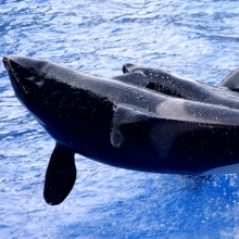 2 φαλαινες, θαλασσα