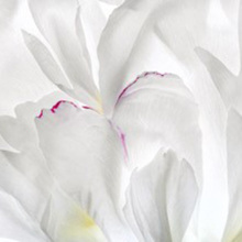 Κατερίνα Καλούδη: «Ένας κήπος στα όνειρά μου» στο Electra Art Space