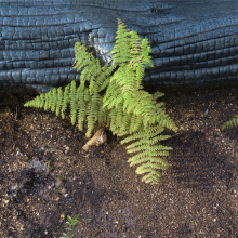 Περικλής Μπούτος - Καταστροφή και Αναγέννηση