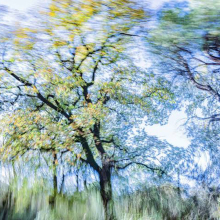 ?Trees Dance! Η νέα φωτογραφική ενότητα του Τάσου Βρεττού στη Nitra Gallery