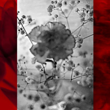 Αγγελική Δεκουλάκου, Χρωμογραφία IIΙ