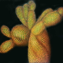 Δέσποινα Κωνσταντίνου, Flowers and thorns