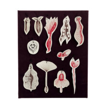 Silvina Der Meguerditchian, Please! Material and Immaterial Call