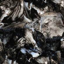 Γιώργος Μαραζιώτης, Rush, Rash, Rush