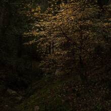 Νότα Κυριαζή, “Dear forests, sweet shadows, I come to seek my heart!”