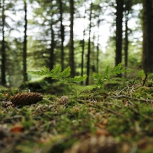 Δέντρα και δάσος