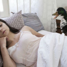 Η αγριόπαπια