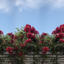 7 υποαλλεργικά λουλούδια για να φυτέψετε στον κήπο σας