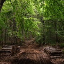 Δάσος Βαρβάρας Χαλκιδικής όπου ανθεί η υλοτομική δραστηριότητα
