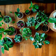 Houseplants