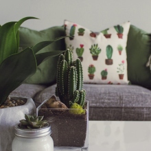 Φυτά εσωτερικού χώρου