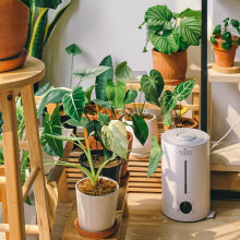 Φυτά εσωτερικού χώρου