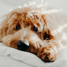 Τι είναι το Σύνδρομο του Cushing