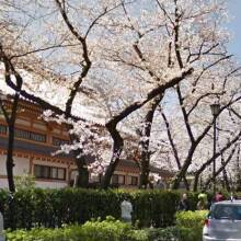 Ανθισμένες κερασιές στο Τόκιο © Google Street View
