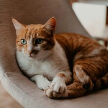 Μπορεί να έχει άγχος η γάτα σας; Ναι - Όσα δεν σας λέει αλλά σας δείχνει