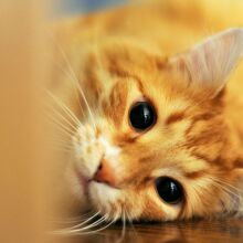 Η γάτα μου δεν σταματά να νιαουρίζει - Τι προσπαθεί να πει