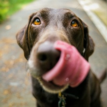 Σκύλος