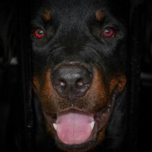 Ροτβάιλερ - σκύλος