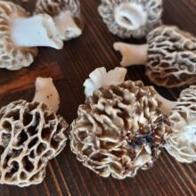 Λάλος: Ο άρχοντας των μανιταριών βρίσκεται στο ορεινό Σιδηρόνερο της Δράμας