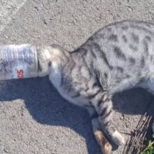 Φρίκη στην Ηλεία: Γάτες παγιδεύονται μέσα σε πλαστικά μπουκάλια