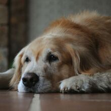 Τελικά η μουσική ηρεμεί τους σκύλους μας; - Ποιο είδος προτιμούν