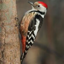 athensvoice_-_2025-11-28t201237_065