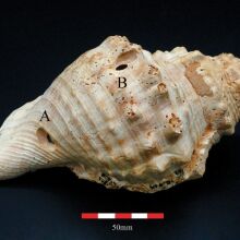 Κοχύλια ηλικίας 6.000 ετών στην Ισπανία ίσως αποτελούν τα αρχαιότερα μουσικά όργανα και μέσα επικοινωνίας στην Ευρώπη - Τα ευρήματα των αρχαιολόγων