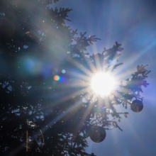 ήλιος πίσω από τα κλαδιά χριστουγεννιάτικου δέντρου