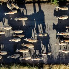 Κοπάδι προβάτων