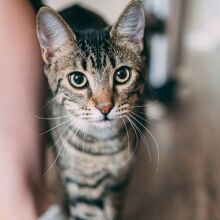 Γιατί οι γάτες νιαουρίζουν περισσότερο στους άντρες απ΄ ό,τι στις γυναίκες