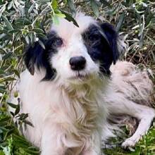 Greek Stray: πώς διασώθηκαν 56 σκυλιά από ένα δημοτικό «καταφύγιο»