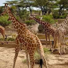 Ταξίδι στην Κένυα