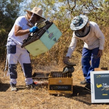 dimand_minion_beethe_change_2_jim_georgosopoulos