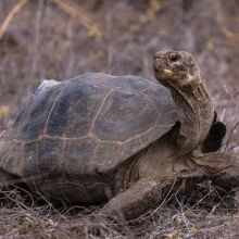Μετά από δύο σχεδόν δύο αιώνες, γιγάντιες χελώνες επέστρεψαν στη Φλορεάνα των Γκαλάπαγκος, σηματοδοτώντας νέα εποχή για την οικολογική αναγέννηση του νησιού.