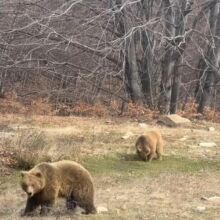 Ξύπνησαν οι αρκούδες στο Νυμφαίο και το έριξαν στο παιχνίδι - Δείτε το βίντεο με τον Πατρίκ και τη Λουίζα 