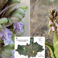 Σημαντική καταγραφή στο Κιλκίς: Εντοπίστηκε η ορχιδέα Himantoglossum robertianum, μετατοπίζοντας τα βορειότερα όρια εμφάνισης του είδους στη χώρα μας.